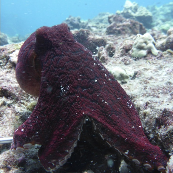 Dive Into Deals - Be Notified When I Go LIVE - Picture 9 of 10